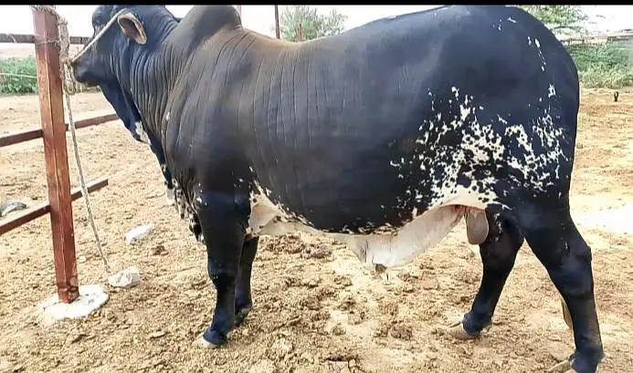 Chulistani Bull — photo 3