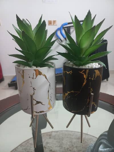 Table Plants -  for office and home use