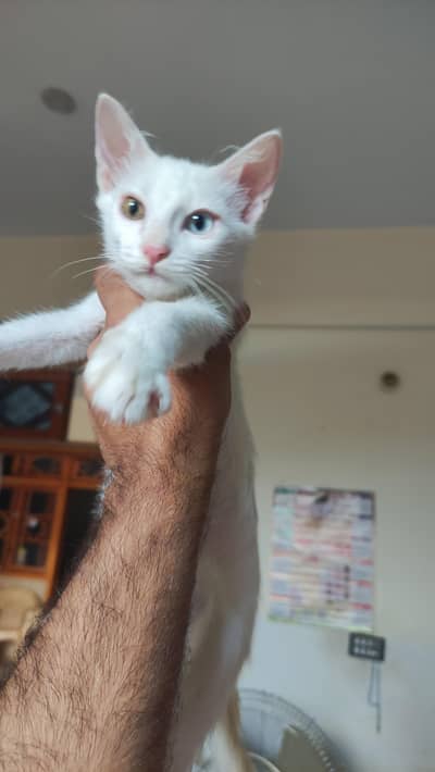 Kittens for sale