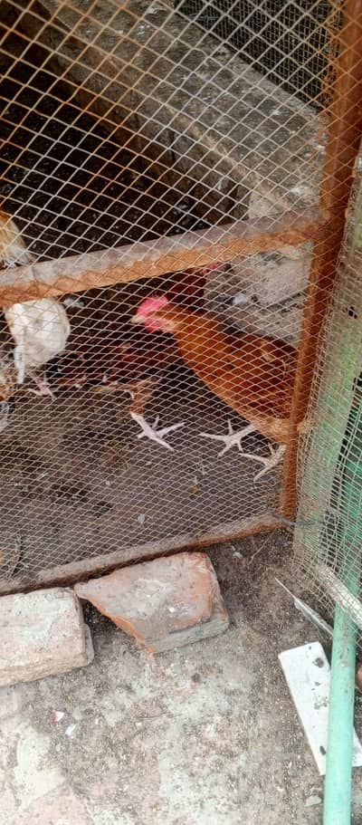 Golden Buff Hens Pair for Sale