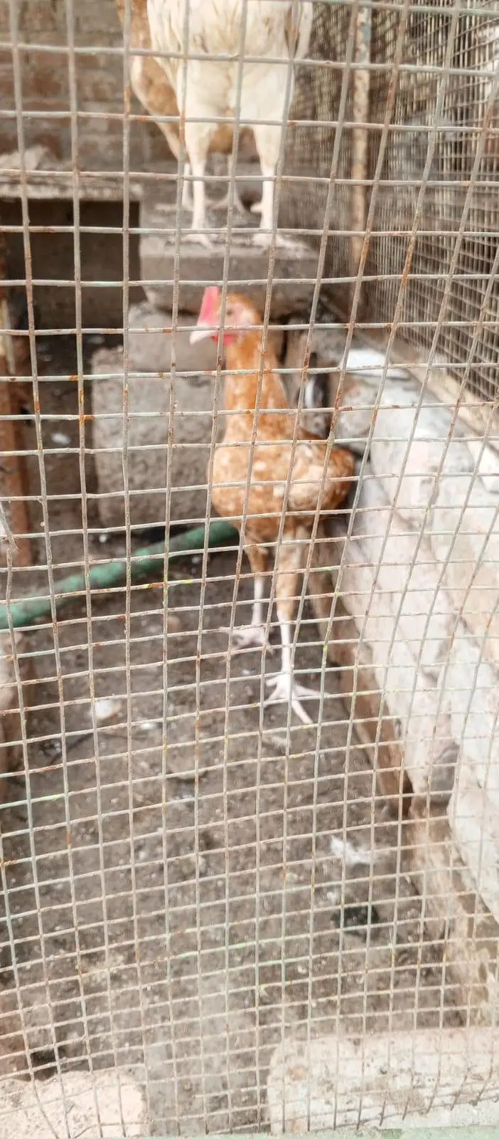Golden Buff Hens Pair for Sale — photo 2