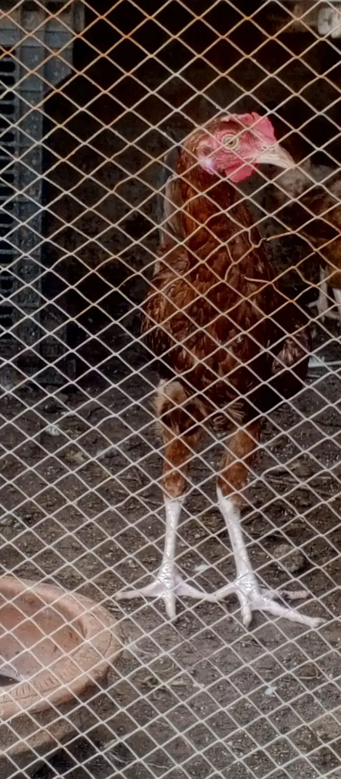 Golden Buff Hens Pair for Sale — photo 3