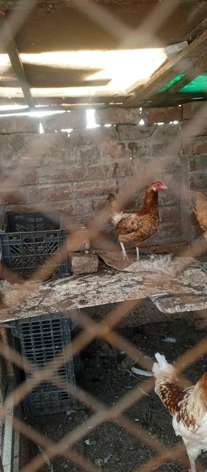 Golden Buff Hens Pair for Sale — photo 4