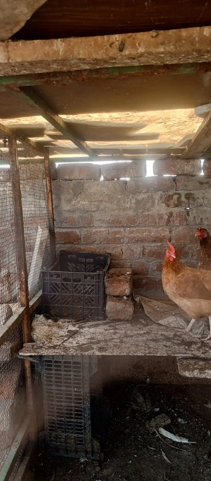 Golden Buff Hens Pair for Sale — photo 5