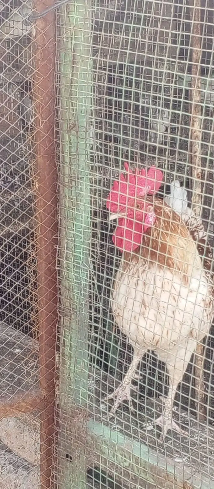 Golden Buff Hens Pair for Sale — photo 6