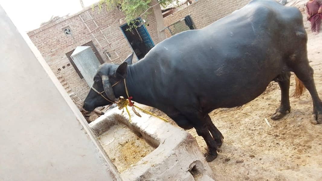 Buffalo 0