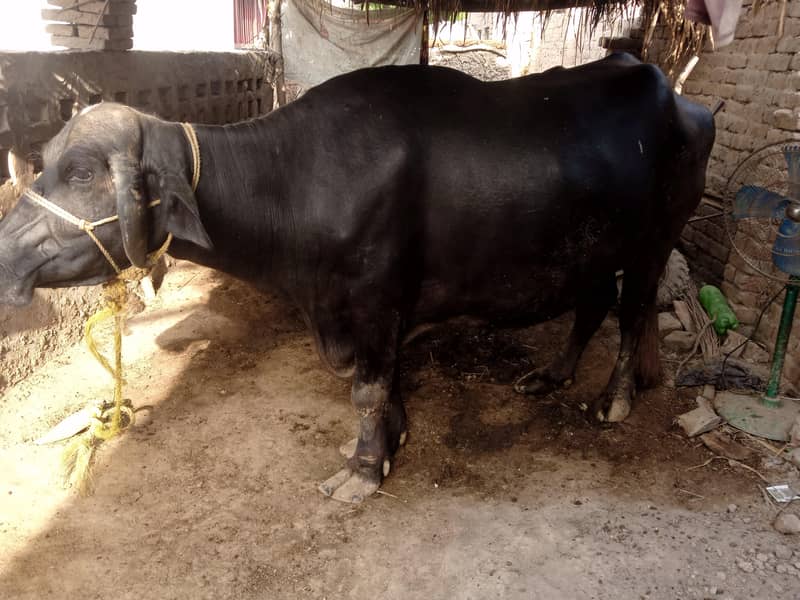 Buffalo 1