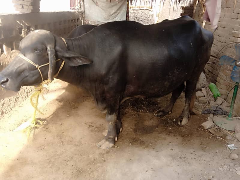 Buffalo 3