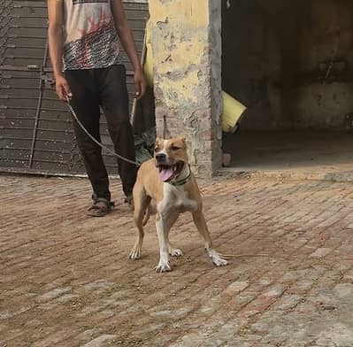 Pitbul dbl xl female puppy