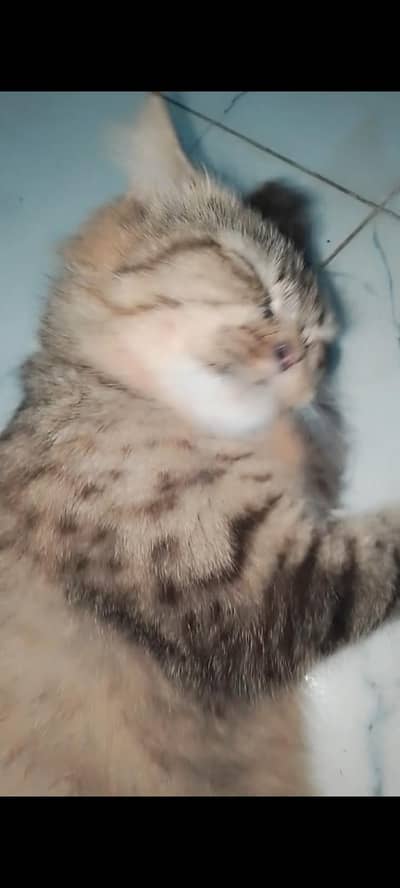 female cat