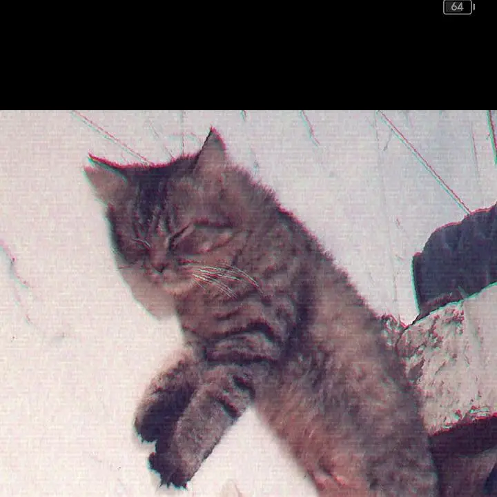 female cat — photo 2