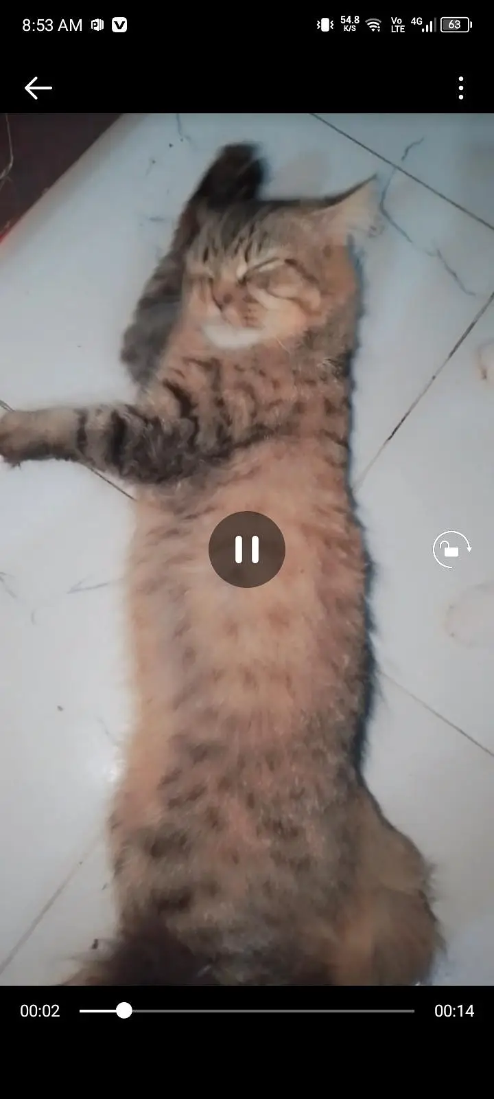 female cat — photo 3
