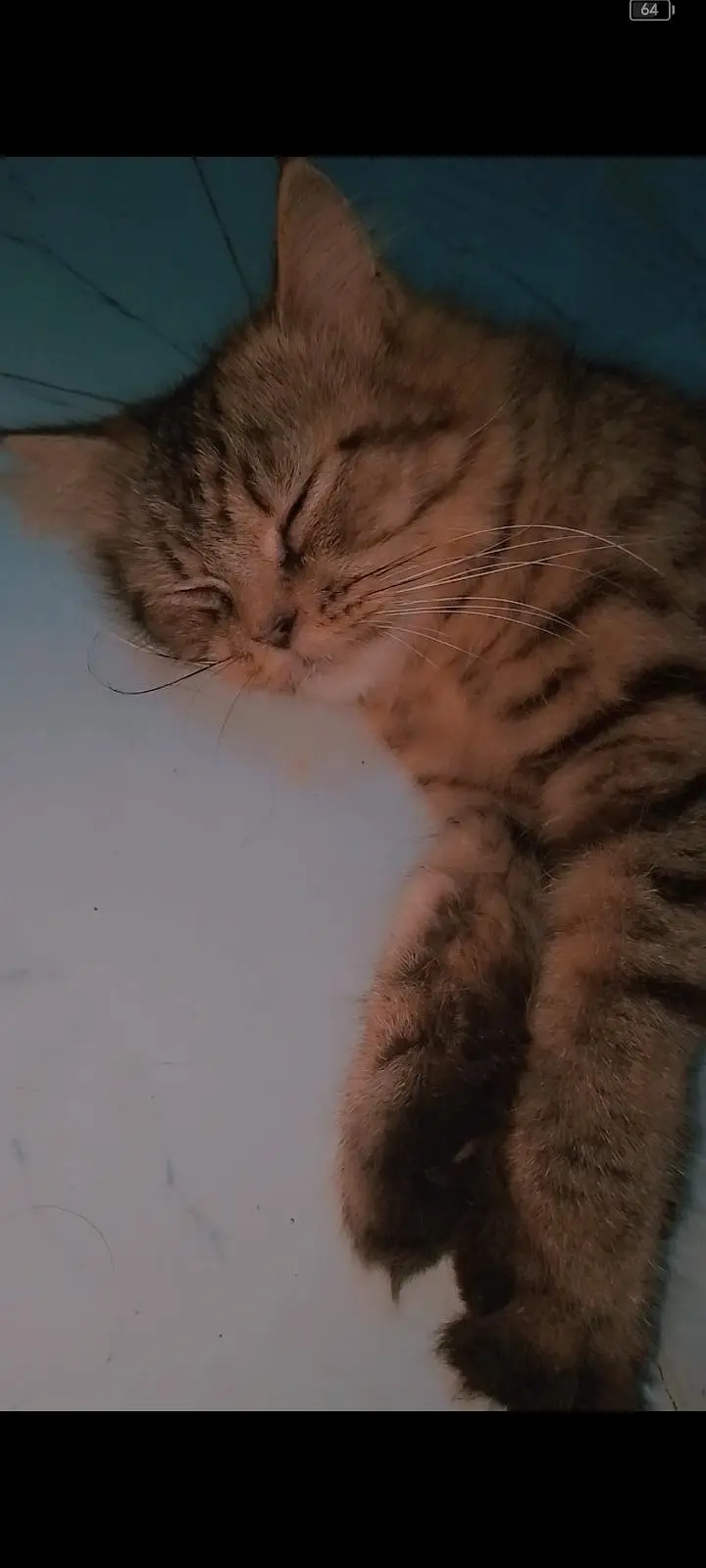 female cat — photo 4