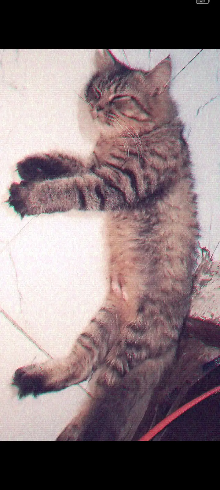 female cat — photo 5