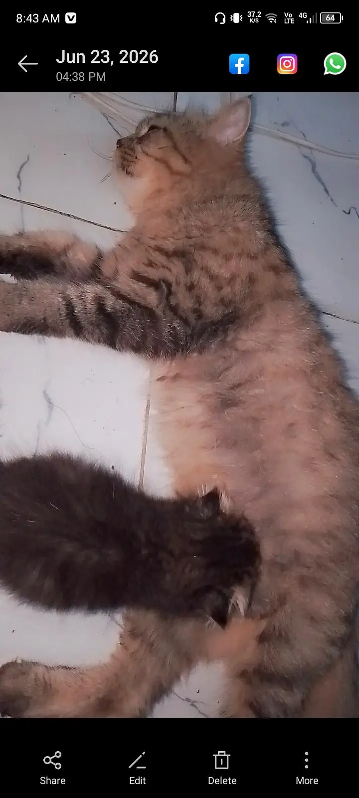 female cat — photo 6