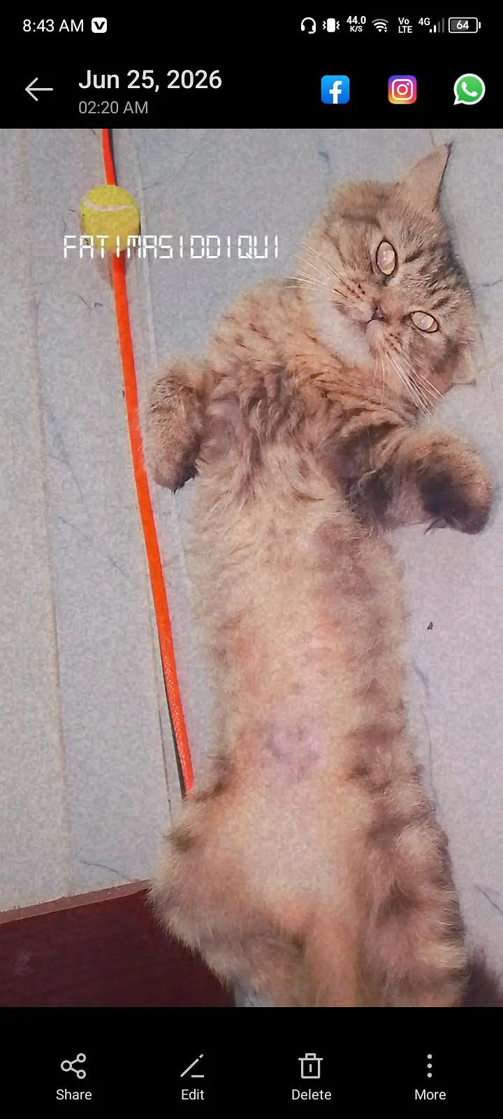 female cat — photo 7
