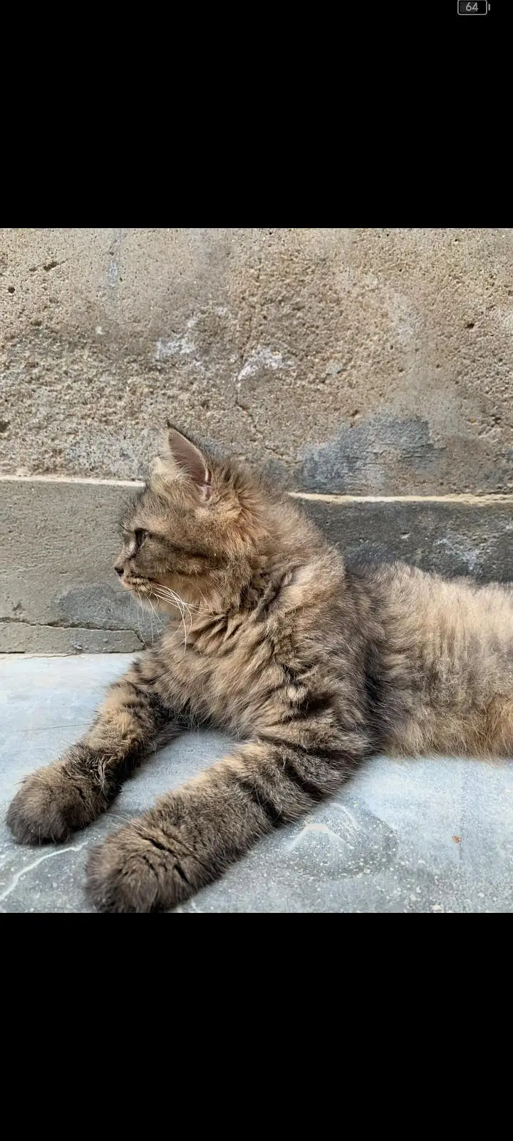 female cat — photo 8