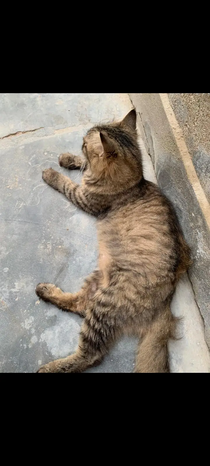 female cat — photo 9