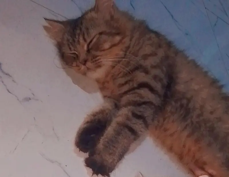 female cat — photo 10