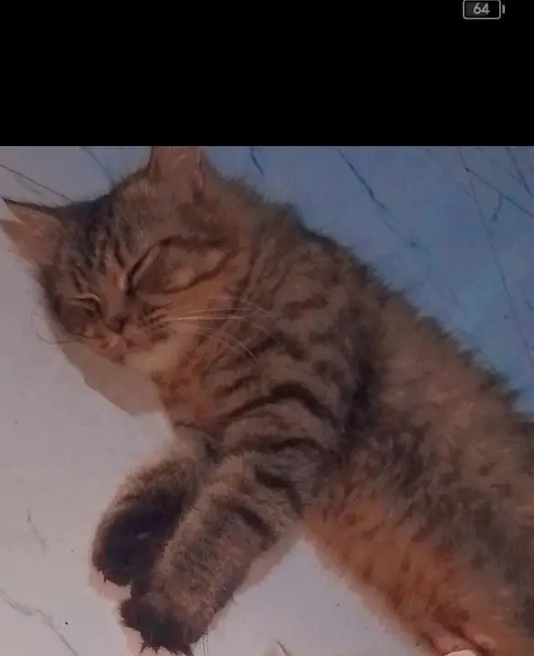 female cat — photo 11
