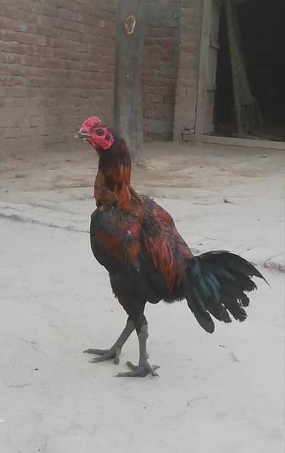 thai aseel urgent sale 03147563639 whatsapp