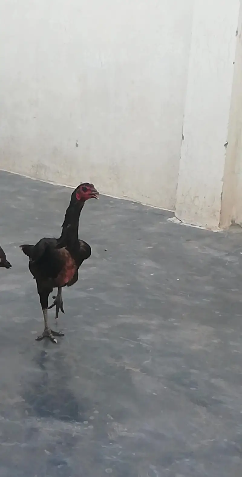 thai aseel urgent sale 03147563639 whatsapp — photo 5