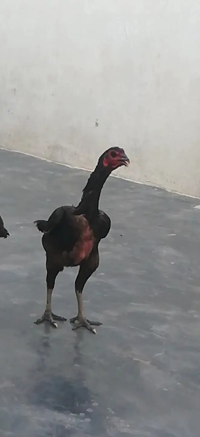 thai aseel urgent sale 03147563639 whatsapp — photo 6