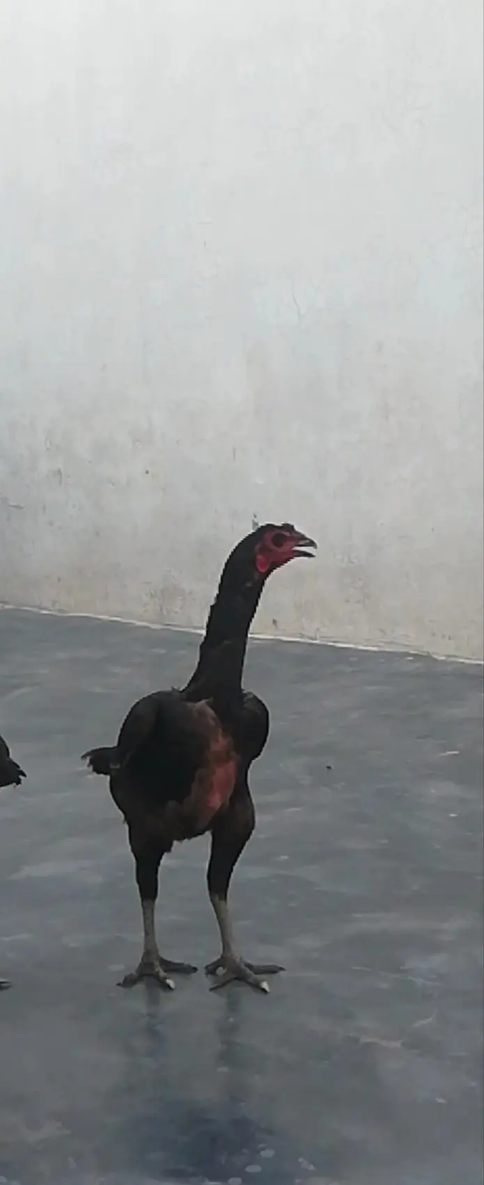 thai aseel urgent sale 03147563639 whatsapp — photo 8