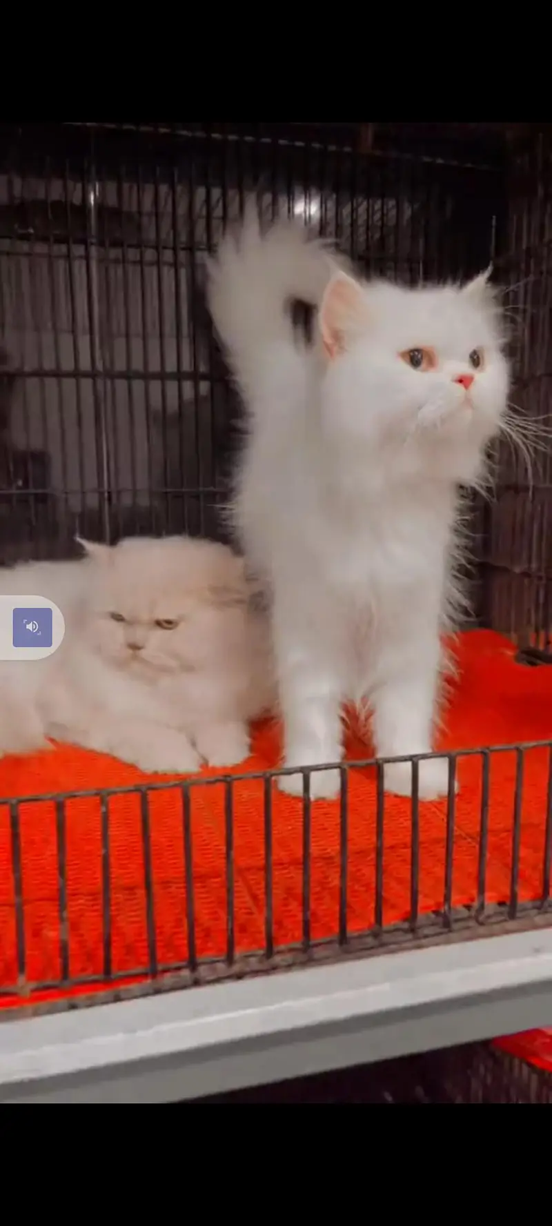 Persian cat for sale male or female my WhatsApp302=69=41=814 — photo 2