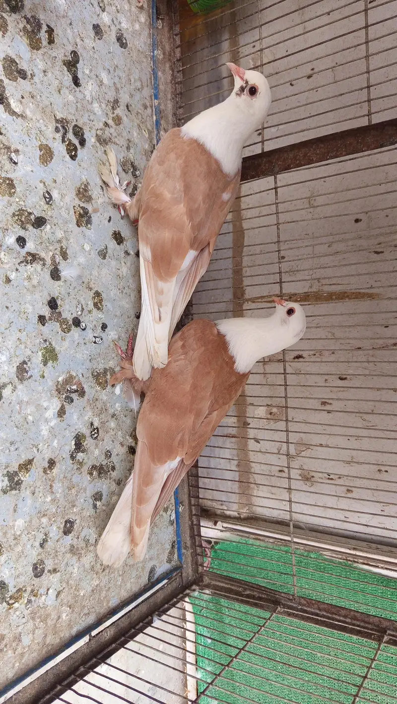 Karbalai Pathay perfect cutting — photo 3