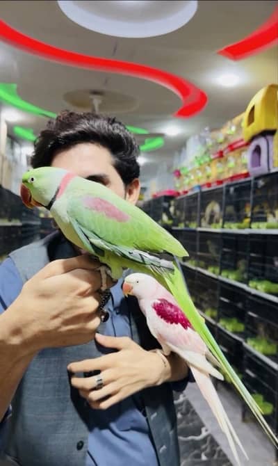 raw parrot male
