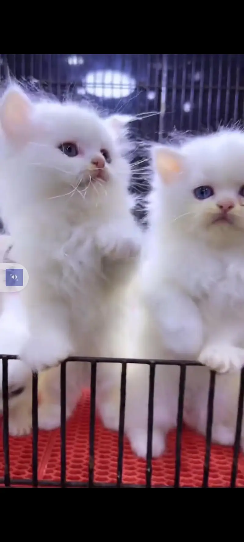 Persian cat for sale male or female my WhatsApp302=69=41=814 — photo 2