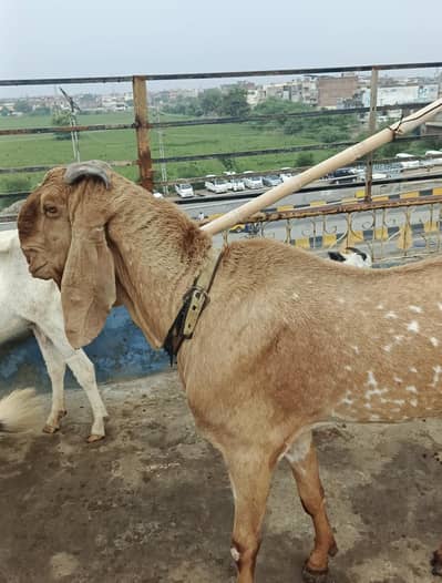 Makhi cheena breeder bakra