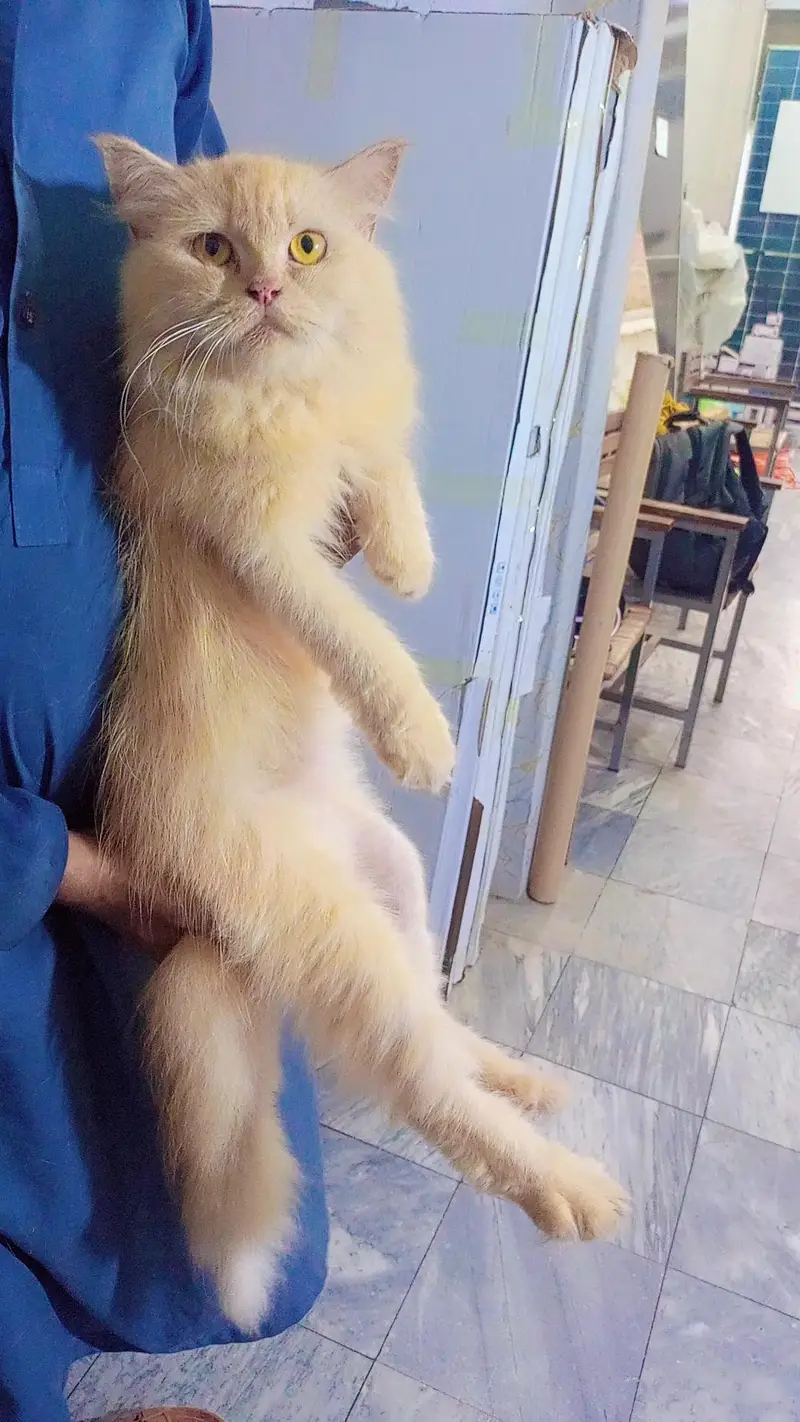 Persian cats tripple coat male and female — photo 2