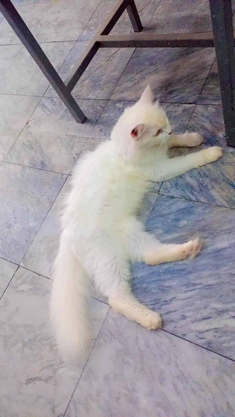 Persian cats tripple coat male and female — photo 3