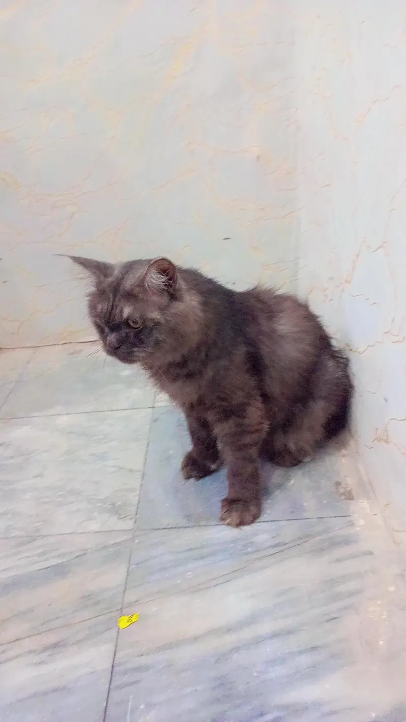 Persian cats tripple coat male and female — photo 4