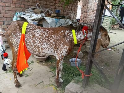 Rajanpuriya