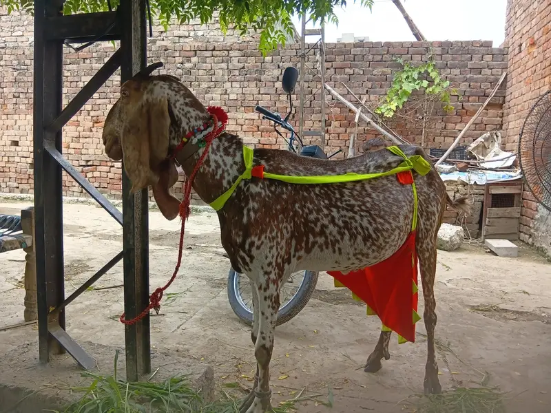 Rajanpuriya — photo 4