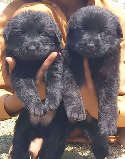 Balck German Shepherd long coat male female for sale available