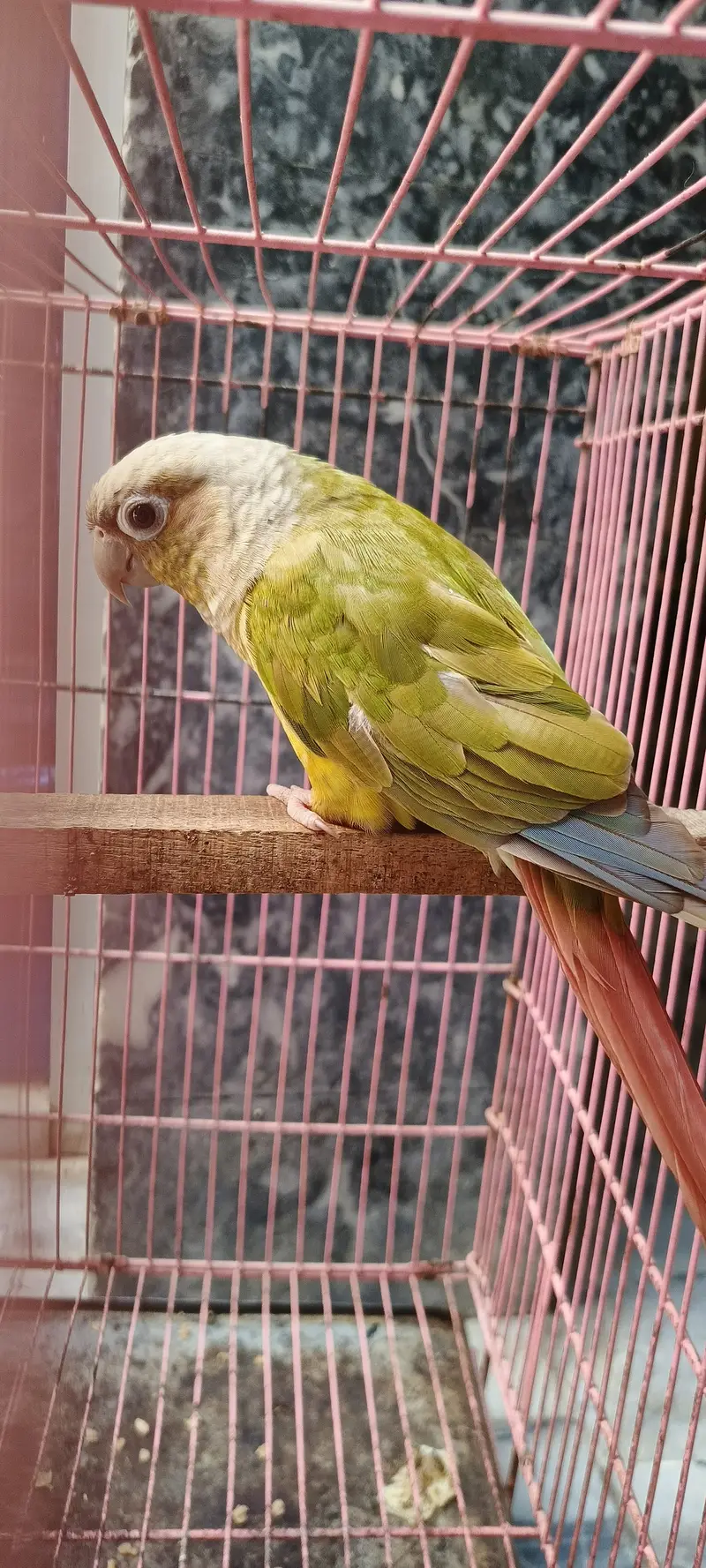 Pineapple conure female guaranteed breeder with DNA — photo 2