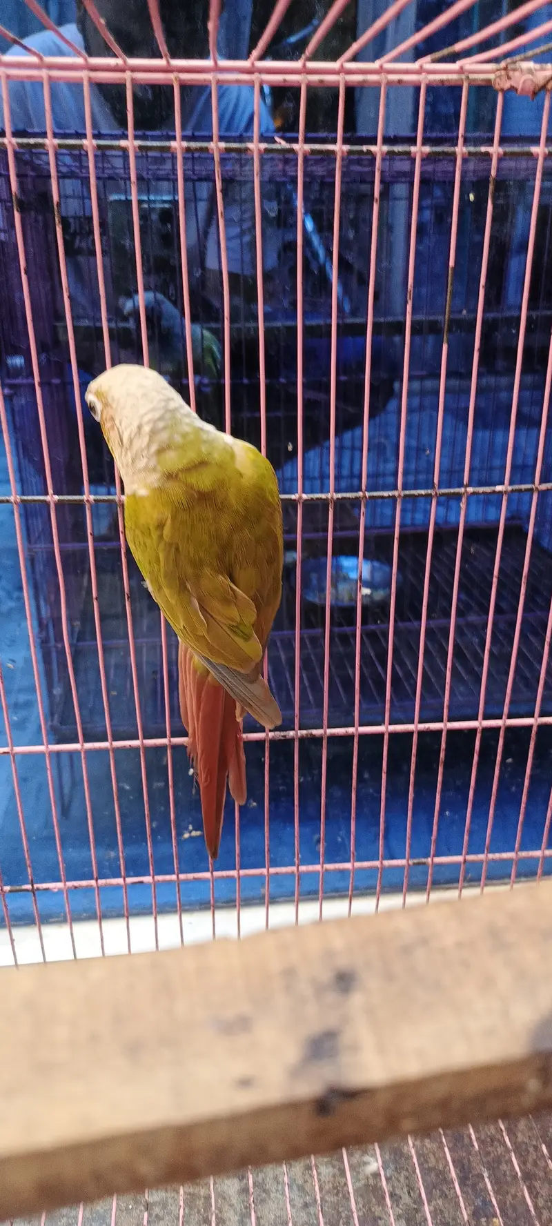 Pineapple conure female guaranteed breeder with DNA — photo 3