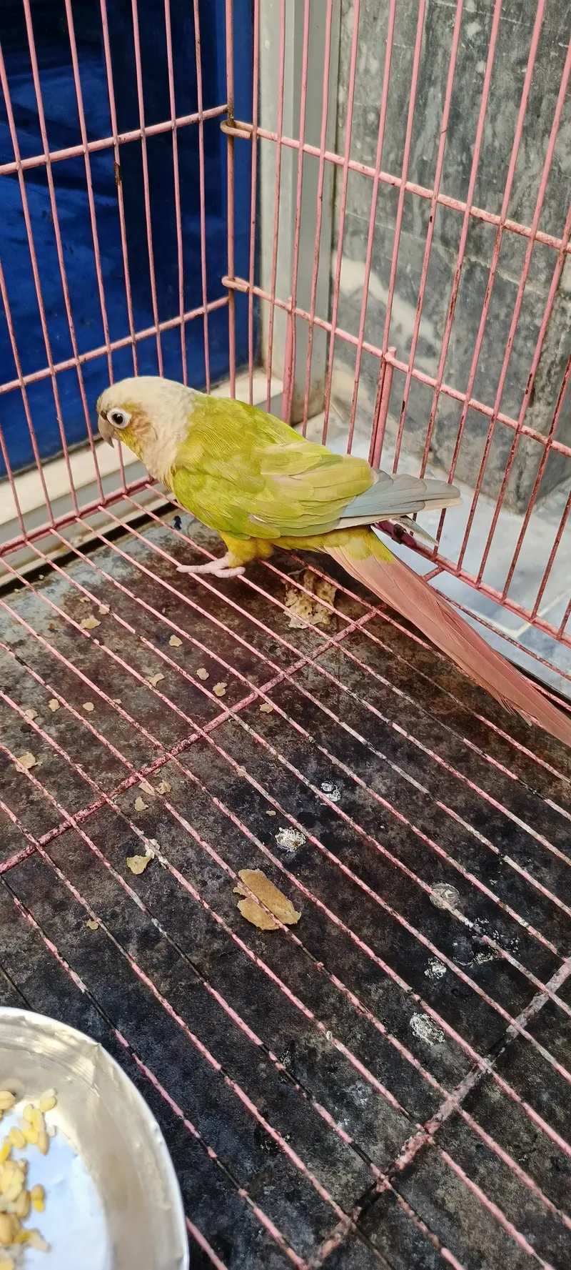 Pineapple conure female guaranteed breeder with DNA — photo 4