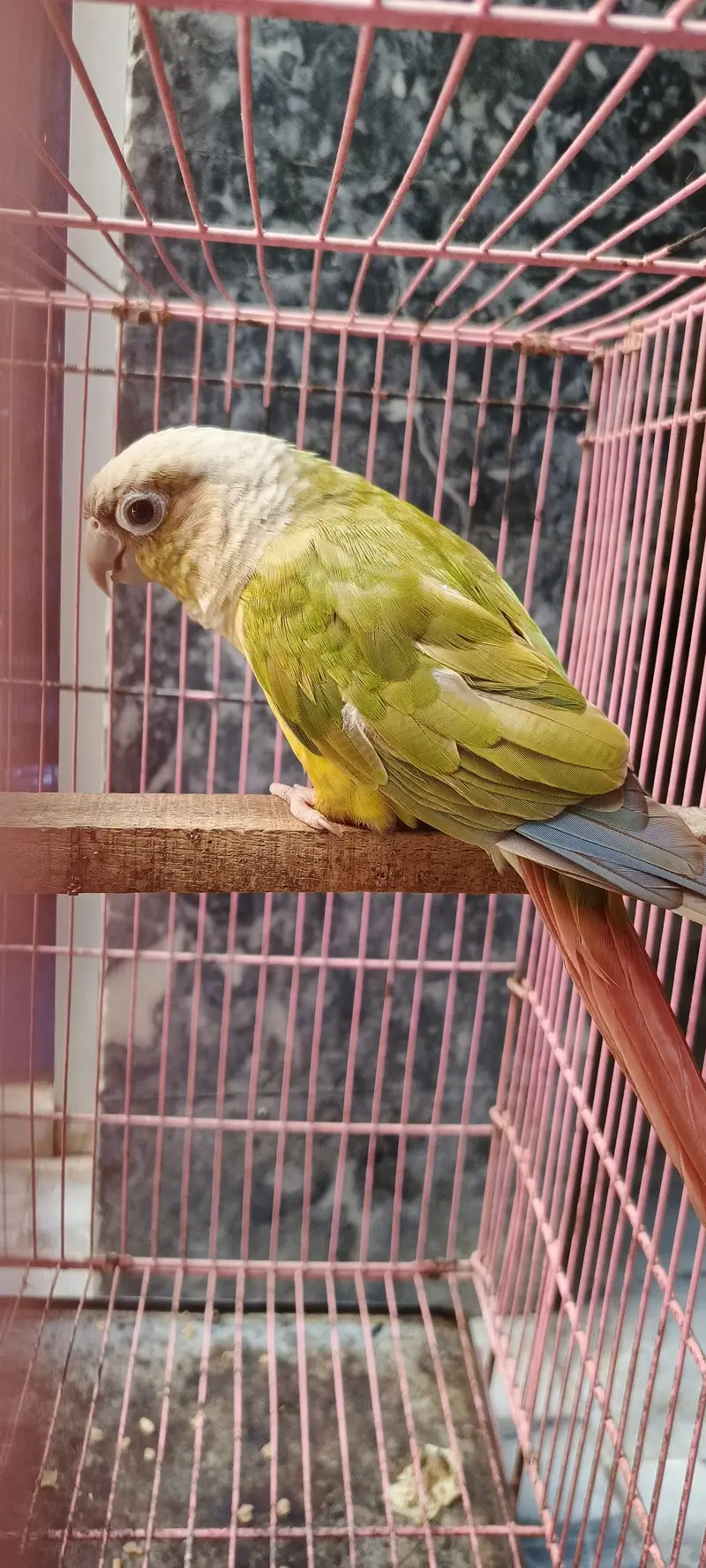 Pineapple conure female guaranteed breeder with DNA — photo 5