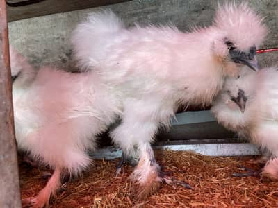 White Silky Chicks