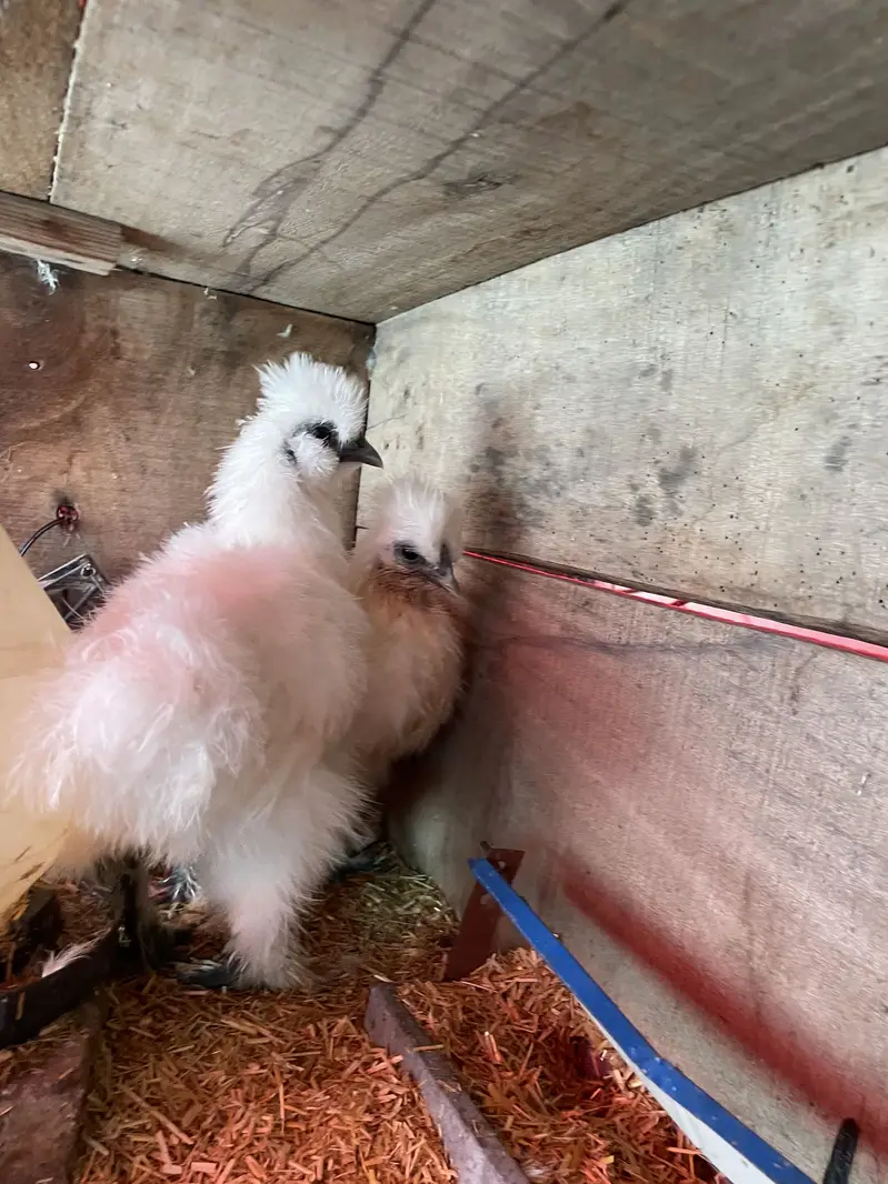 White Silky Chicks — photo 2