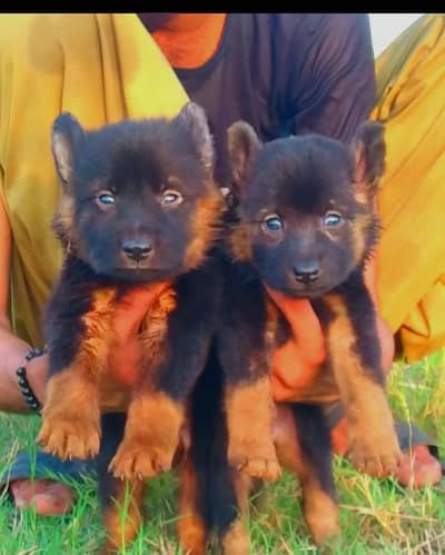 German Shepherd Dabal coat Male female for sale available