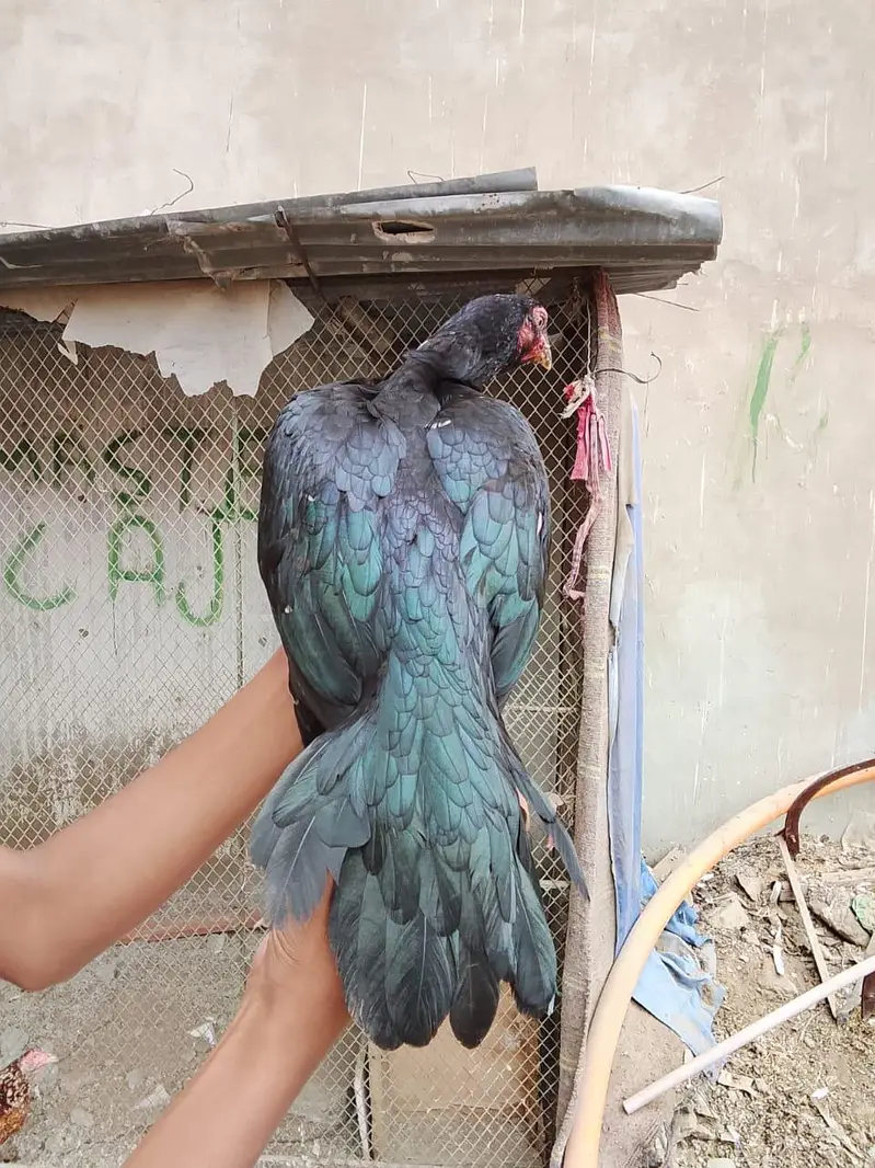 lasani female or lakha murga pair 0/3/3/4/3/4/8/7/8/9/4 — photo 3