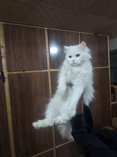 Persian Female Cat for Sale
