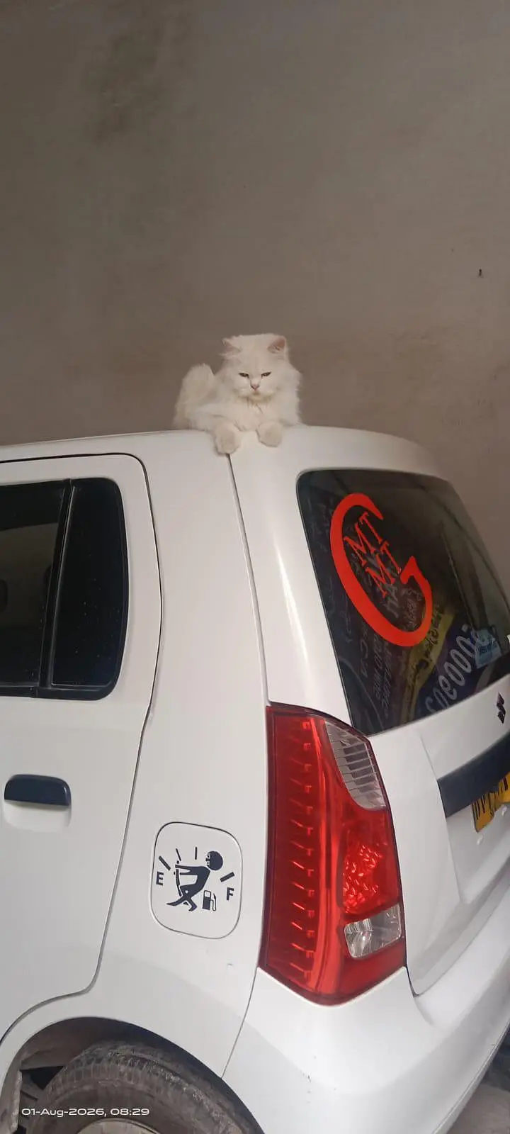 Persian Female Cat for Sale — photo 3