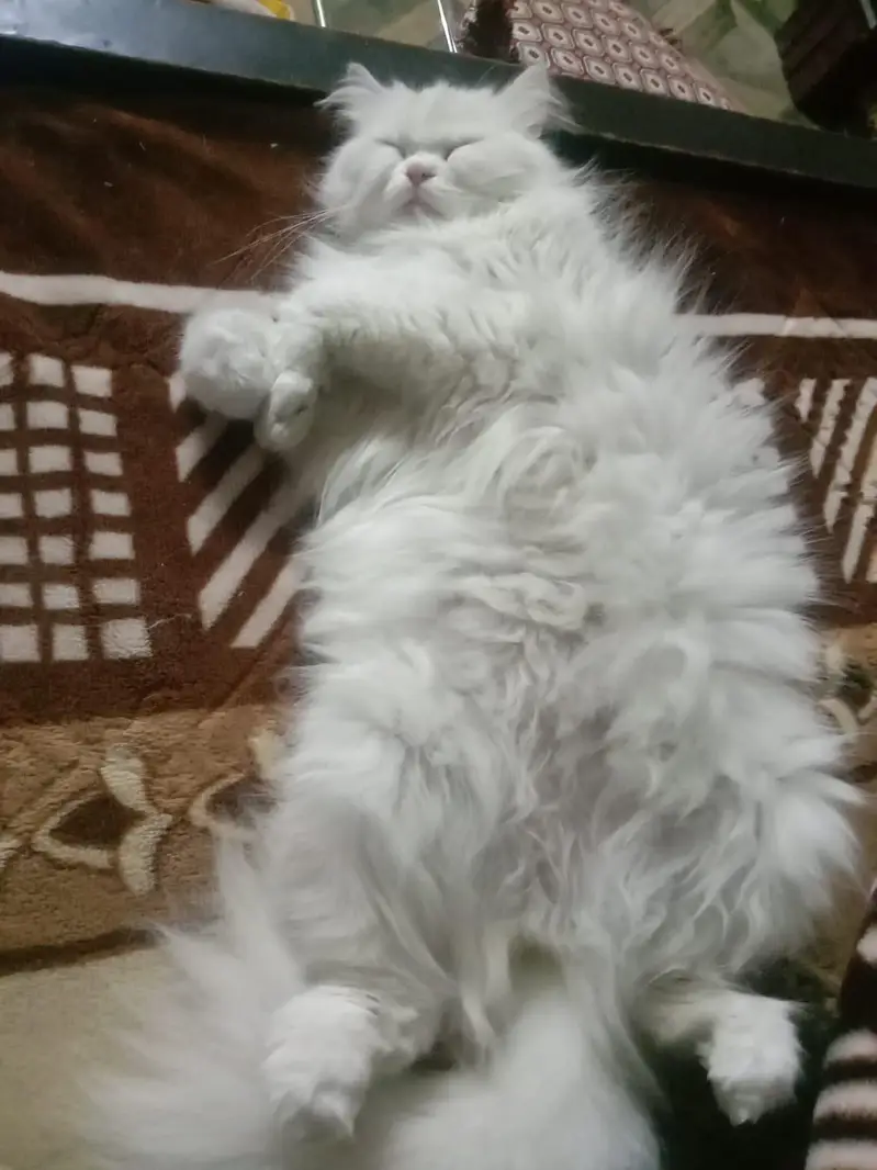 Persian Female Cat for Sale — photo 4